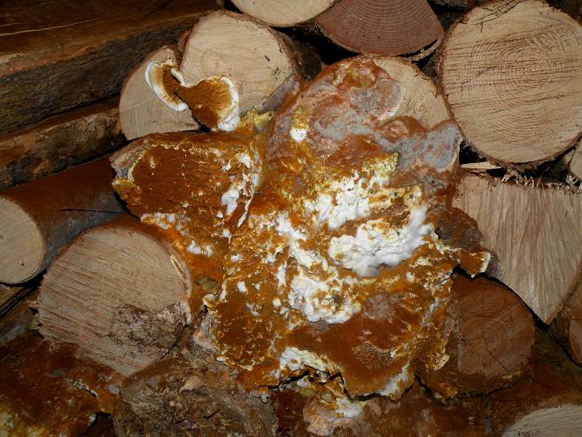 Serpula lacrymans  un dettaglio (Serpula lacrymans)